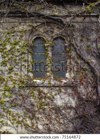 A close up on a house whit old windows overgrown whit vine