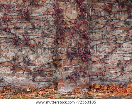old brick wall overgrown whit vine