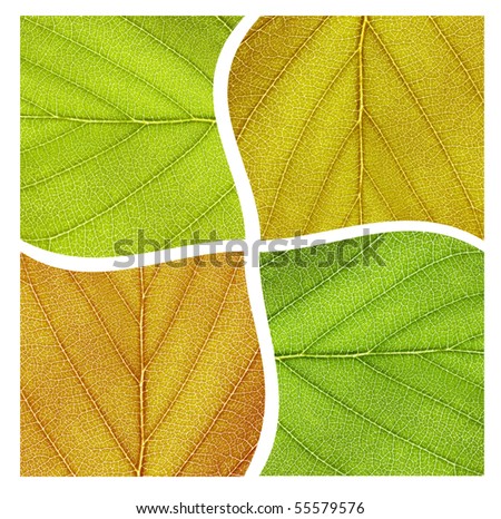 Composition of four different colored leaves representing the four seasons