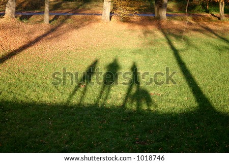 Shadows on a summer walk