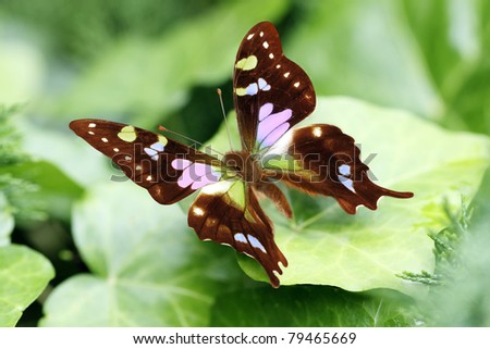 In the early summer garden butterflies appeared in the wonderful colors.