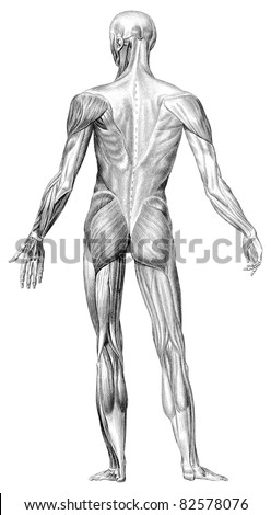 The Human Body Muscle Structure Depicts The Back View. (Source: Bilder