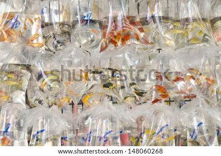 Tropical fish in bags store Live fish ready to be bought