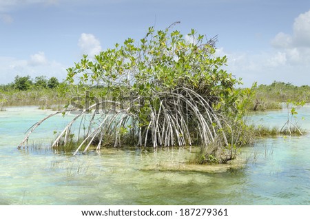 Mangrove incredible root system Incredible root formations found in the Mayan Riviera in Mexico