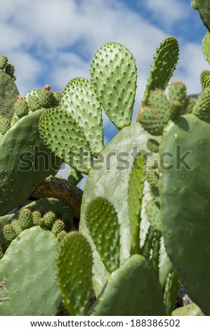 Mexican Cactus with its fruit Nopal with its fruit called Tunas