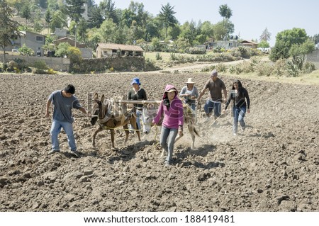ATLACOMULCO, MEXICO- APRIL 10: Traditional way to sow corn in many rural areas . These family work helped only by the pull force of donkeys as seen on this image taken in Mexico on April 10, 2010.