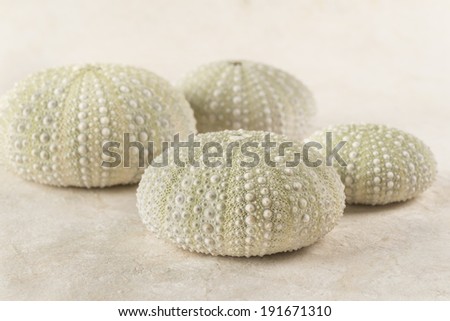Sea Urchin Shells Nice composition with Urchin seashells that create a Zen-like atmosphere of simplicity and subtle texture