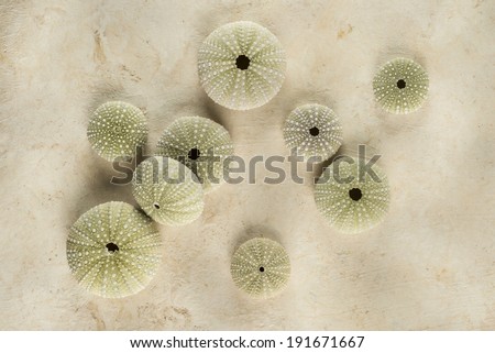 Top view of Sea Urchin pictorial composition Nice composition with Urchin seashells that create a Zen-like atmosphere of simplicity and subtle texture