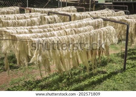 Sun dried cactus fibers Fibers being sun dried of a special cactus called Henequen used to make natural ropes