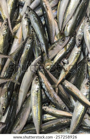 Fresh bunch of sword-type of fish Sardine type of fish found in the fish market in Athens, Greece