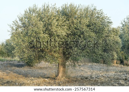 Olive oil tree Mediterranean olive tree in Greece