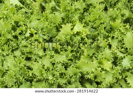 Lettuce \
Close up of fresh organic lettuce leaves