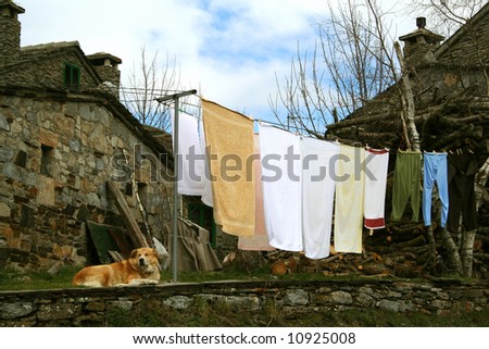 Dog and clothes hanged out