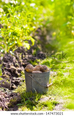 First harvest of potatoes  in garden