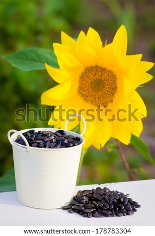 Sunflower seeds in bucket and sunflower