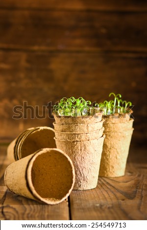 Potted seedlings growing in biodegradable peat moss pots on wooden background with copy space
