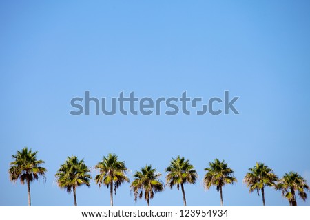 A row of palm trees over a blue sky with plenty of negative space.