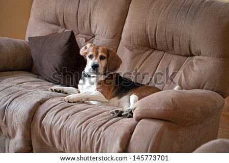 A sneaky dog caught sleeping on the living room sofa.