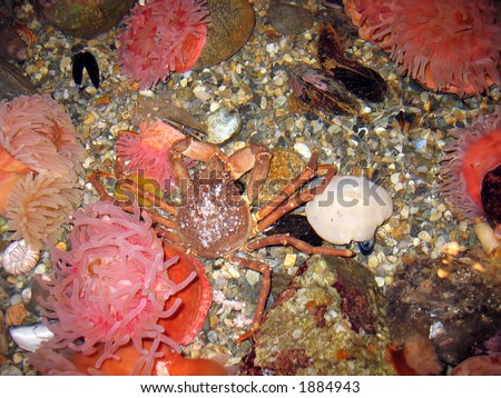 a crab underwater on the ocean floor