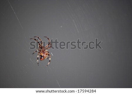 A macro shot of a spider in its web.  This type of spider is common to the northeast United States.