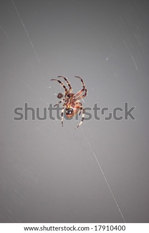 A macro shot of a spider attacking an insect caught in its web.  This type of spider is common to the northeast United States.