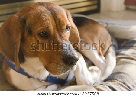 Portrait of a young, tri-colored beagle puppy laying on its bed.