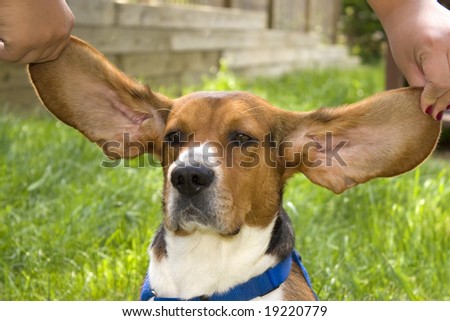 A cute young beagle puppy with huge floppy ears