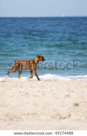A cute purebred boxer dog running on the beach with plenty of copy space.