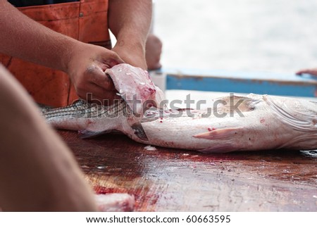 A worker cleaning and filleting a fresh caught saltwater striped bass fish.