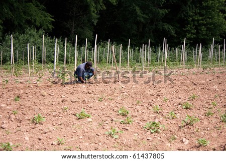 A farm laborer or farmer planting tomato plants in rows in the field.
