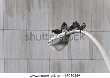 A group of six city pigeons sitting roosted on an urban city lamp post.