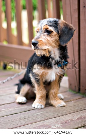 breed borkie puppy sitting