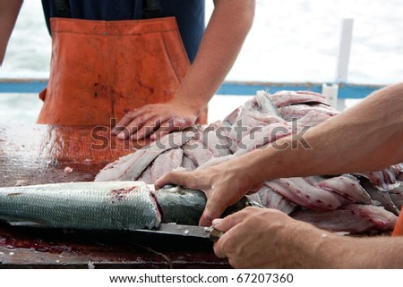 Fishermen cleaning and filleting a fresh caught saltwater blue fish aboard a deep sea fishing boat.