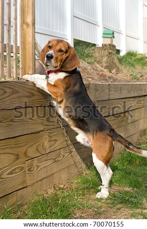 Portrait of a young, tri-colored beagle puppy being curious and jumping up on the retaining wall.
