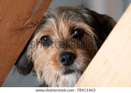A young mixed breed pup looks through a space between two wooden boards.  Shallow depth of field.