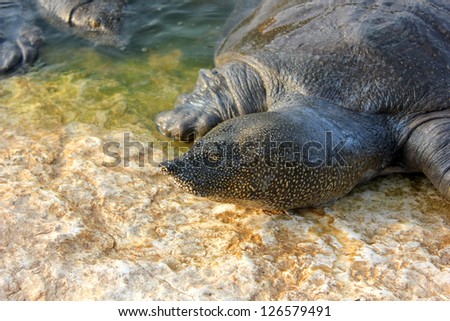 Trionyx triunguis. An African Softshell Turtle emerges from the waters of Alexander Stream (Nahal Alexander). Taken at, Nahal Alexander, Coastal Plain, Israel.