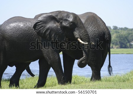 African Elephant Bull going out of the Chobe River waters. Taken at Chobe National Park, Botswana.