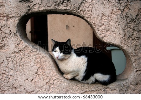 Cat in the Hole. A beautiful house cat sitting in a hole in the wall of one of the houses that is facing the street. Taken at Toulon, France