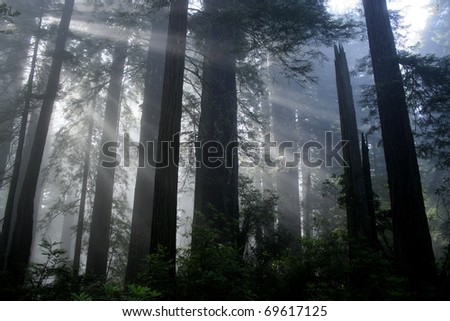 Redwood Light. Rays of sun penetrating throw the coastal fog covering the great Redwood forests of California pacific coastline. Taken at Redwood National Park, California, USA.