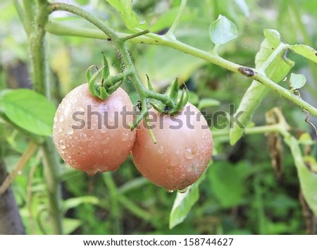 pink tomatoes grow on twigs. fresh organic tomatoes on a vegetable bed into the garden.
