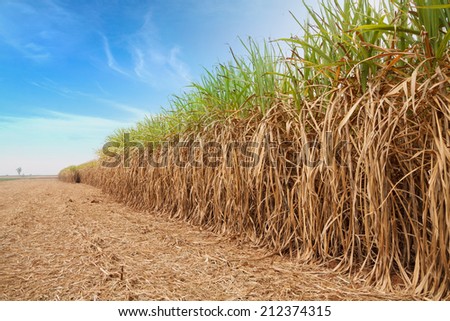 Sugar cane field with sky.