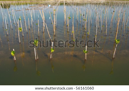 Young trees planting in water near the beach for produce oxygen