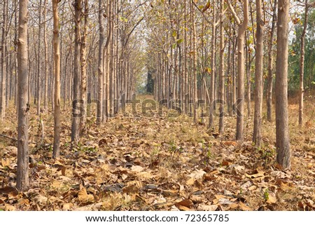 dry Teak trees at agricultural forest in winter.