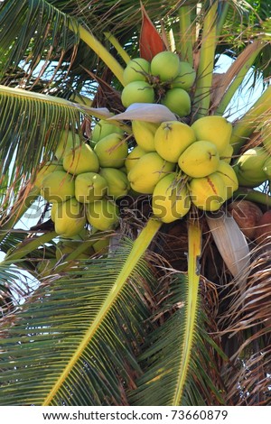 Close-up of young coconuts on coconut tree
