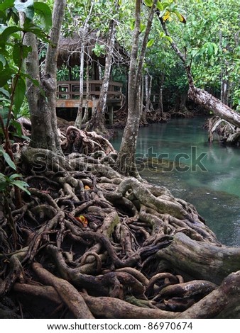 tree with root grows along the edge of a small river, Thailand.