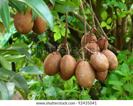 Manilkara zapota, commonly known as the sapodilla, is a long-lived, evergreen tree native to southern Mexico, Central America and the Caribbean