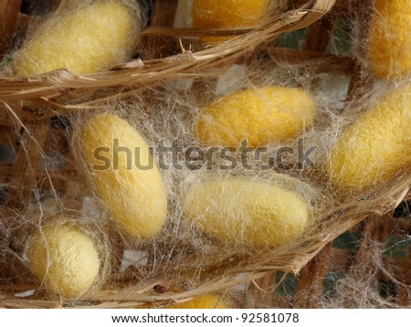 silkworm cocoon, native to northern China and use for silk fabric.