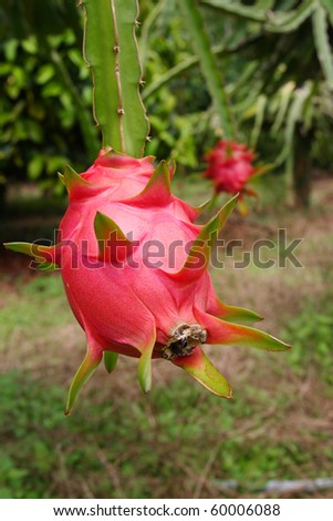 Dragon+fruit+tree