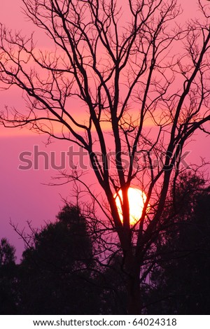 Silhouette of dry tree at sunset.