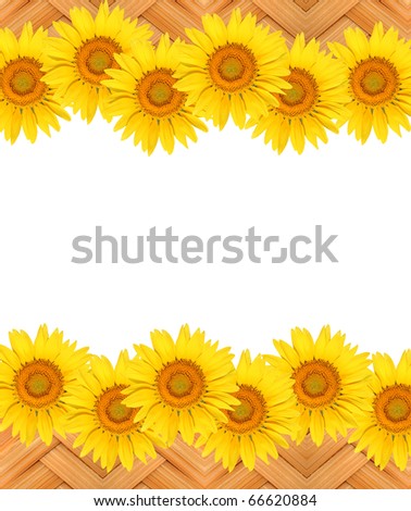 Sunflowers on bamboo handicrafts isolate on white background.